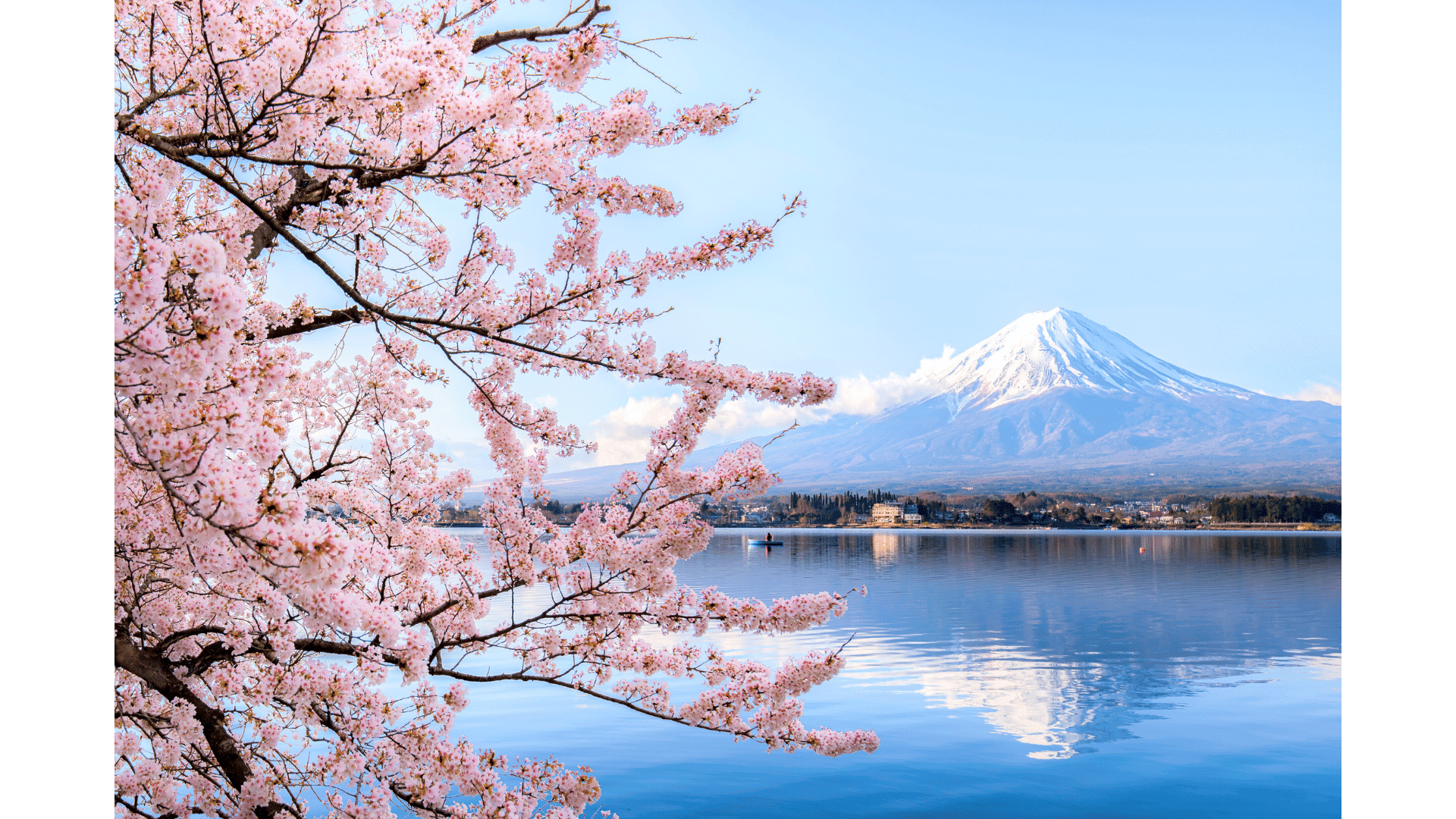 Mount Fuji as viewed from Fuji Five Lakes region with cherry blossoms in the foreground.