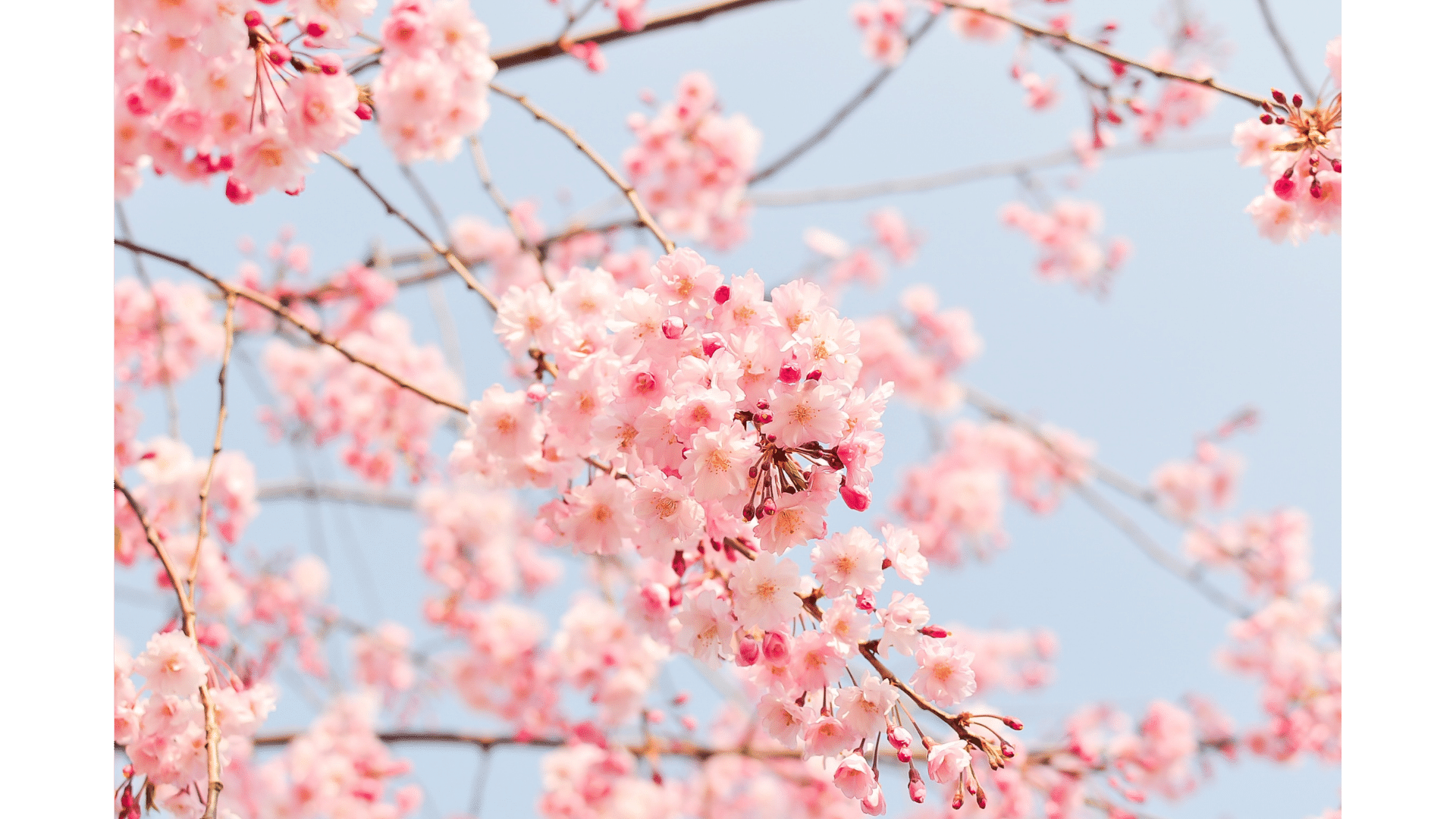 Cherry blossoms in full bloom signalling spring's arrival, perfect for a spring festival guide.